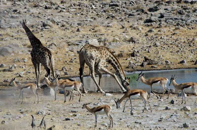 Jirafa - parque nacional de Etosha - Namibia 08.jpg